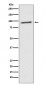 STAT2 Antibody